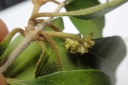 <strong>Pisonia aculeata - Ramon, Laurence - 168</strong><br />© Ramon, Laurence